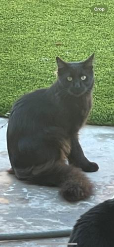 Lost Male Cat last seen Valley view and cerulean , Garden Grove, CA 92845