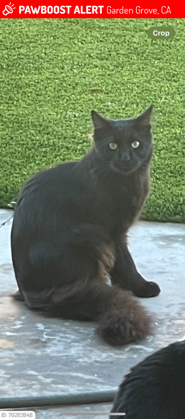Lost Male Cat last seen Valley view and cerulean , Garden Grove, CA 92845
