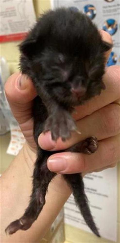 Shelter Stray Female Cat last seen CONNIE DR & EL COMINO AVE, Sacramento, CA 95818