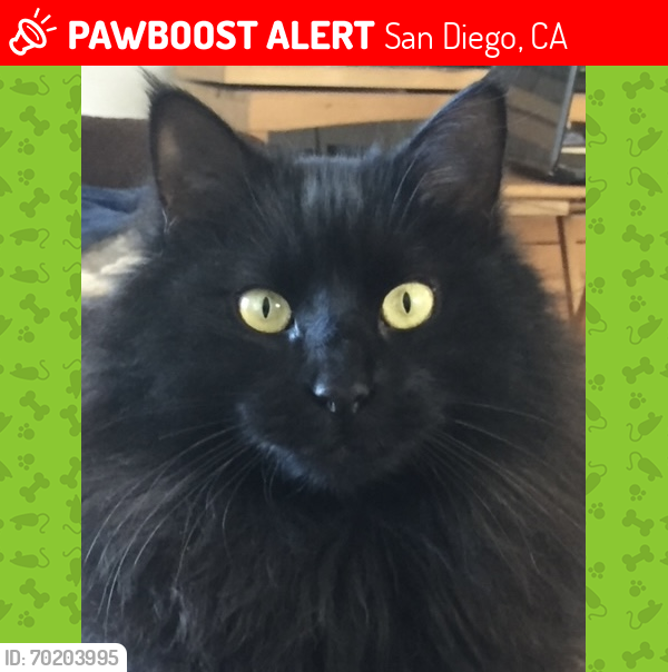 Lost Male Cat last seen Rockglen and Salizar, San Diego, CA 92111