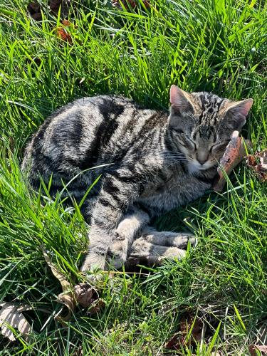 Lost Male Cat last seen Near Perrow rd , Vinton, VA 24179