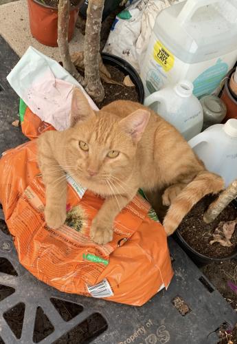 Lost Male Cat last seen Ralph’s Supermarket, Ascension Parish, LA 70737