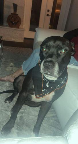 Lost Male Dog last seen Orange ave., Eustis, FL 32726