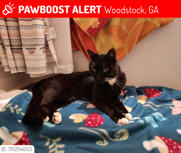 Lost Male Cat last seen The village at towne lake neighborhood , Woodstock, GA 30189