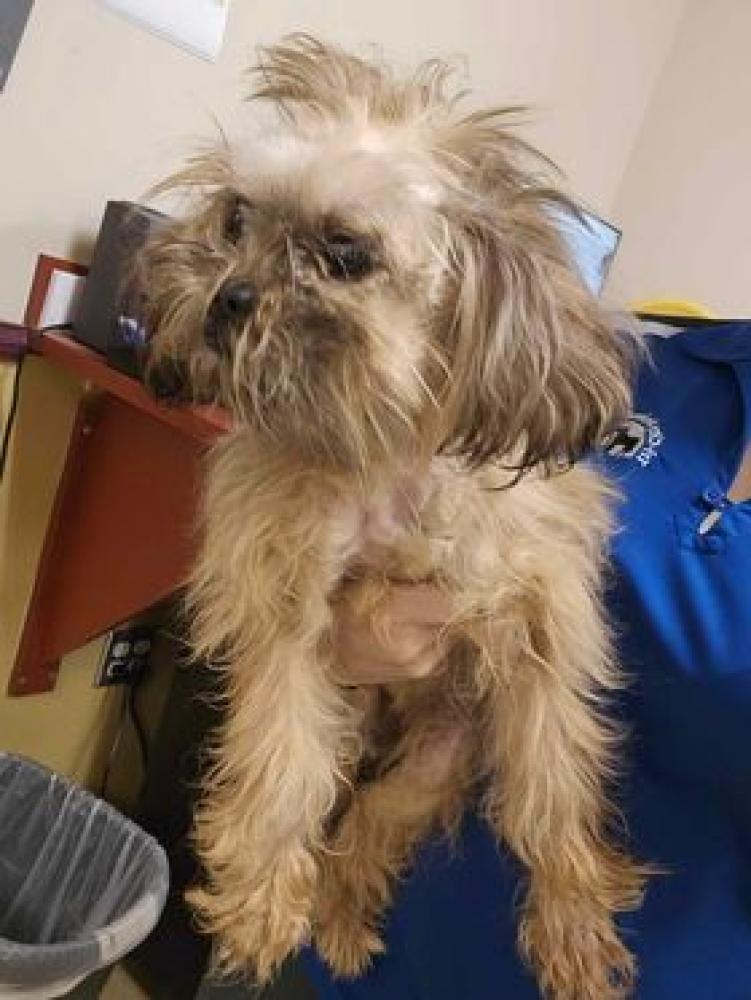 Shelter Stray Female Dog last seen Duncanville, TX 75137, Cedar Hill, TX 75104