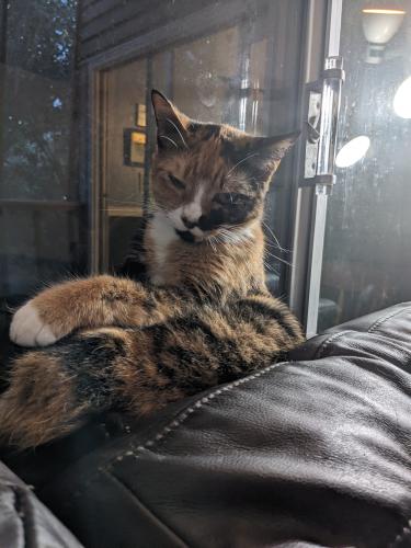 Lost Female Cat last seen Lost on Herring Dr. near Old Holton and Corbin Ave. , Macon, GA 31204