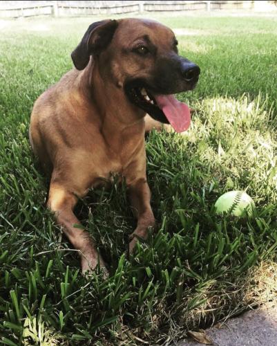 Lost Male Dog last seen Meadowhill Dr, Spring, TX 77388