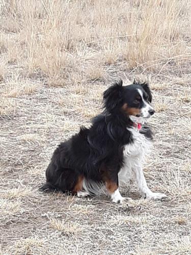 Lost Female Dog last seen L street, Bozeman, MT 59718