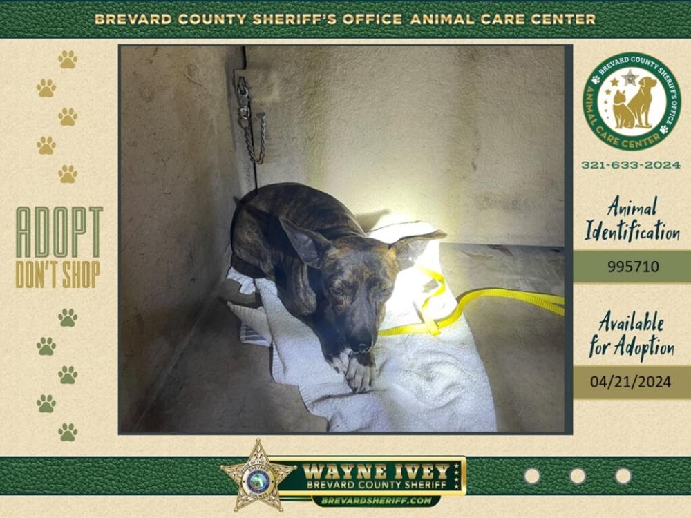 Shelter Stray Female Dog last seen Near Highway 1, MIMS, FL, 32754, Melbourne, FL 32934