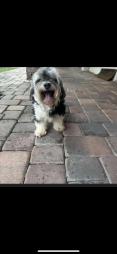 Lost Female Dog last seen Coral Springs , Gainesville, FL 32605