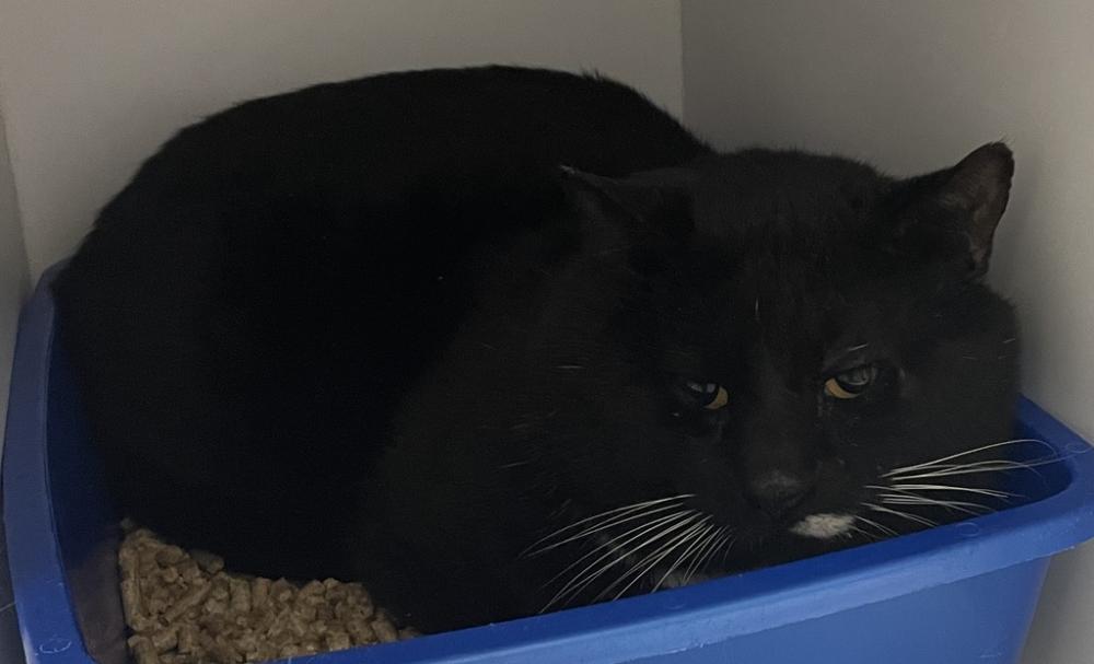 Shelter Stray Male Cat last seen Near SE Firmont Drive, Port Orchard, WA, 98367, Silverdale, WA 98383