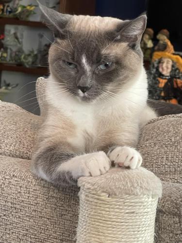 Lost Female Cat last seen Rushland Park Knoxville TN 37924, Knoxville, TN 37924