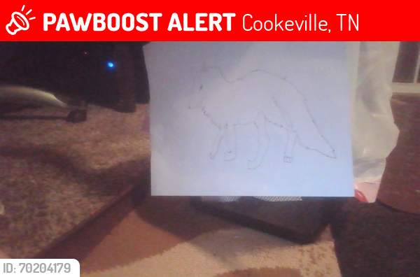 Lost Female Cat last seen Near sullivan street, Cookeville, TN 38501