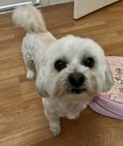 Lost Male Dog last seen Flower st and State st, Lynwood, CA 90262