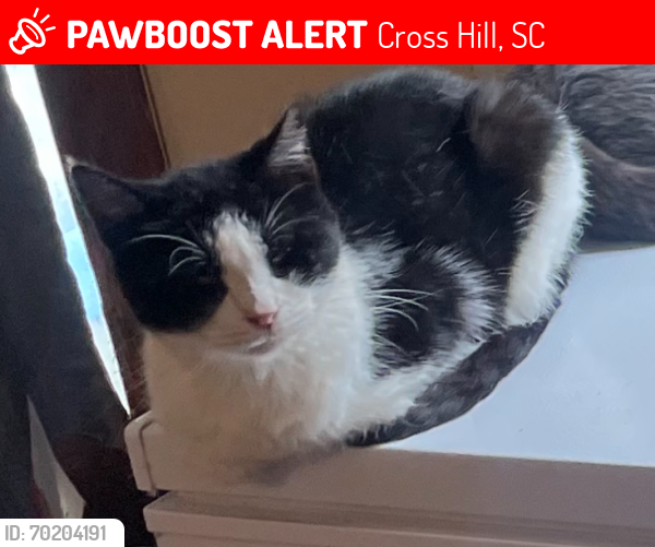 Lost Female Cat last seen Near N Main St, Cross Hill, SC 29332, Cross Hill, SC 29332