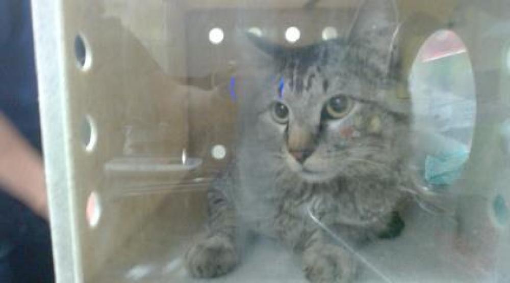 Shelter Stray Male Cat last seen Near BLOCK S SENECA CT, DENVER CO 80223, Denver, CO 80223