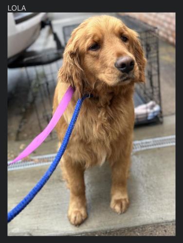 Lost Female Dog last seen Freedom Park, Atlanta, GA 30307