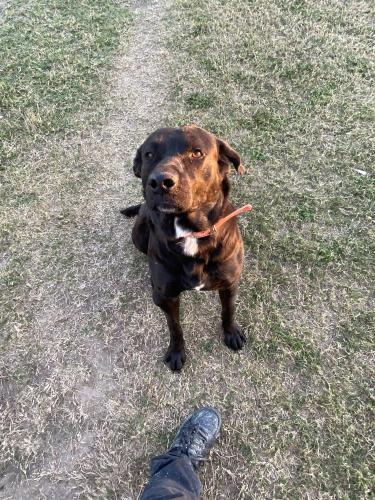Lost Male Dog last seen Cesar Chávez Rd & Ramseyer , Edinburg, TX 78542