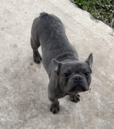 Lost Male Dog last seen Near Lady Slipper, Houston, TX 77038