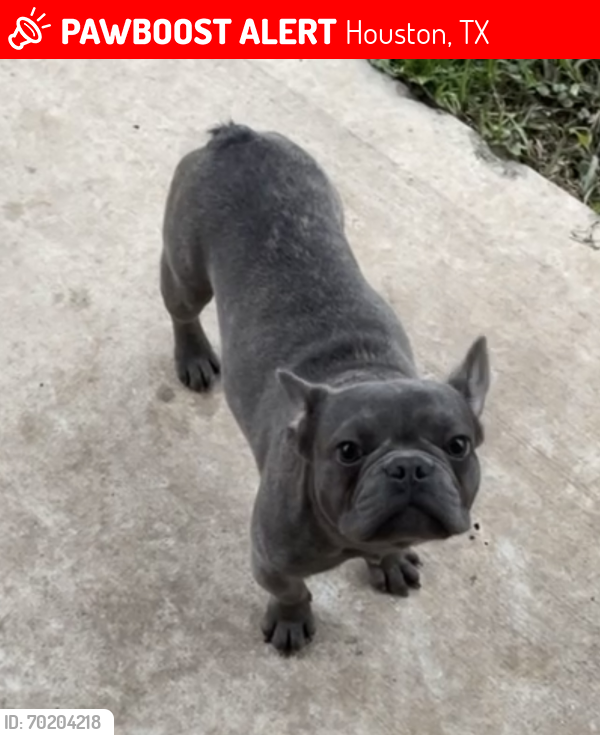 Lost Male Dog last seen Near Lady Slipper, Houston, TX 77038