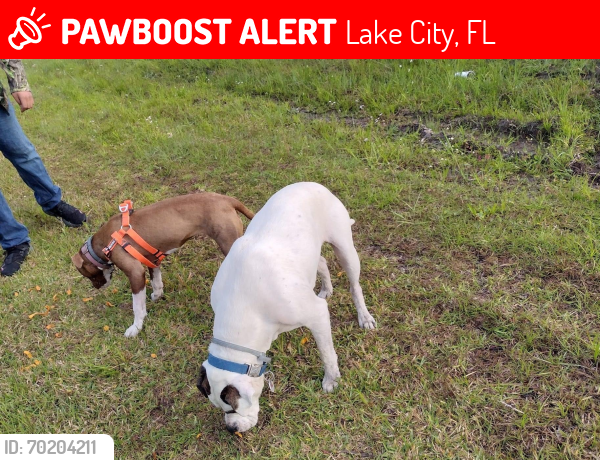 Lost Female Dog last seen Nash rd off of Lake Jeffery , Lake City, FL 32055