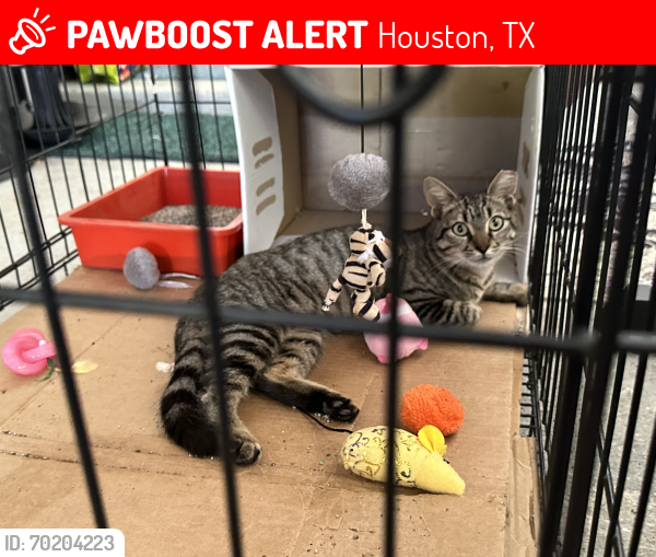 Lost Female Cat last seen Albacore Dr and Stroud Dr, Houston, TX 77074