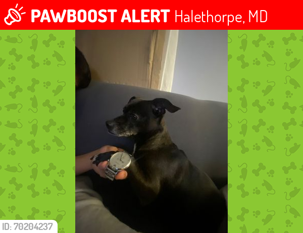 Deceased Male Dog last seen Near 4th ave, Halethorpe, MD 21227