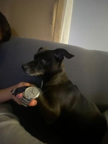 Lost Male Dog last seen Near 4th ave, Halethorpe, MD 21227