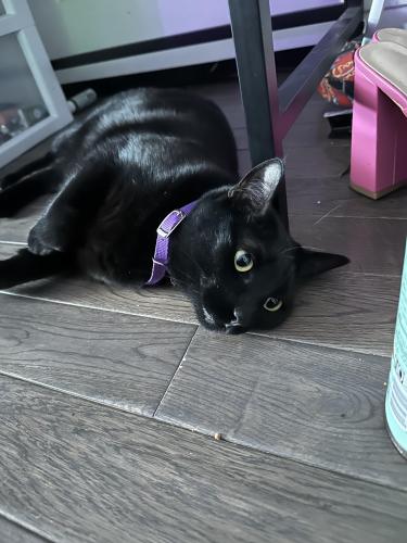 Lost Female Cat last seen Jackson and Foster, Evanston, IL 60201