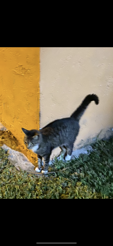 Lost Male Cat last seen Near w 11 lane, Hialeah, FL 33012