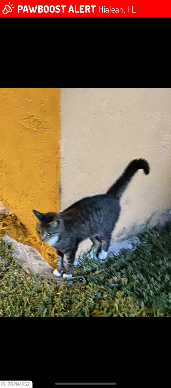 Lost Male Cat last seen Near w 11 lane, Hialeah, FL 33012