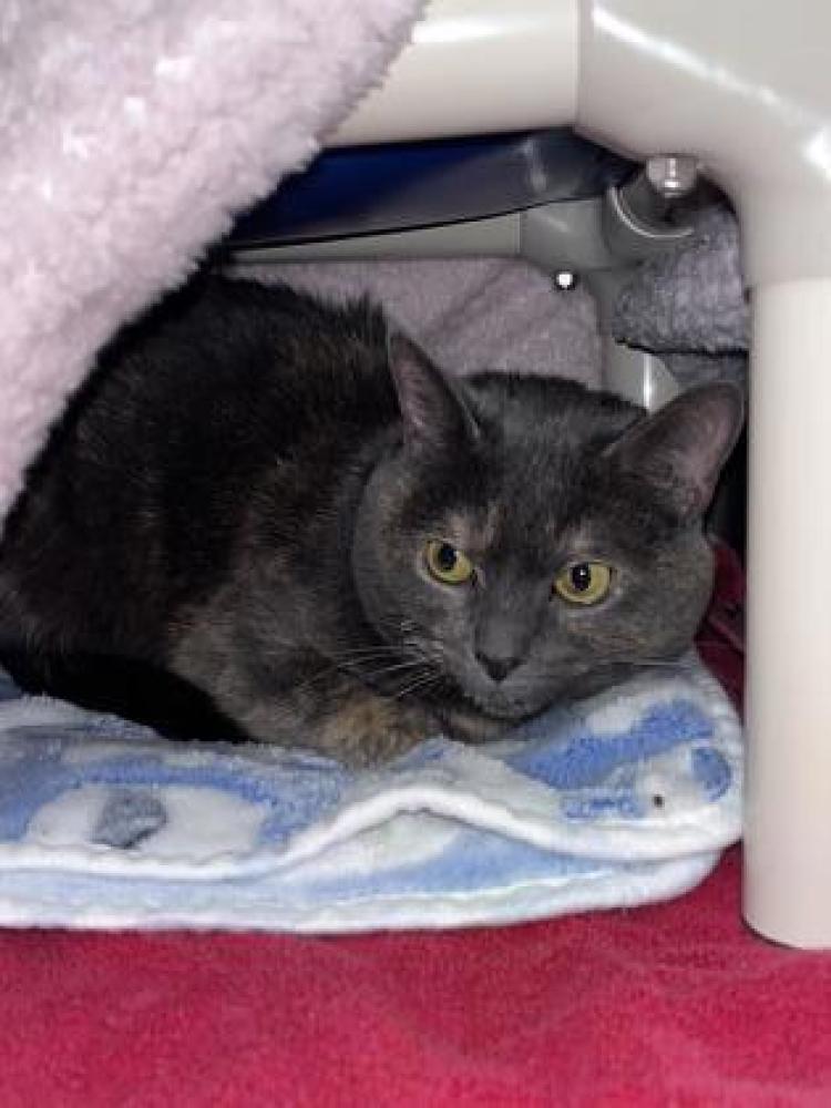 Shelter Stray Female Cat last seen Seattle, WA 98144, Seattle, WA 98119