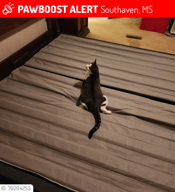 Lost Male Cat last seen Greencliffe, fox trace, central park, Southaven, MS 38671