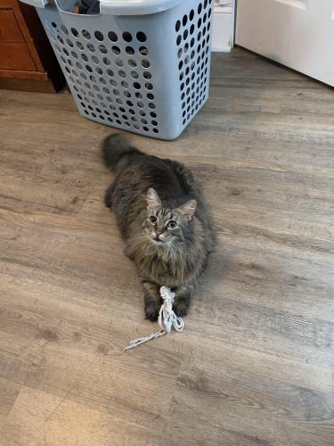 Lost Female Cat last seen 17th street, Coyner ave (has crescent moons on collar), Indianapolis, IN 46218