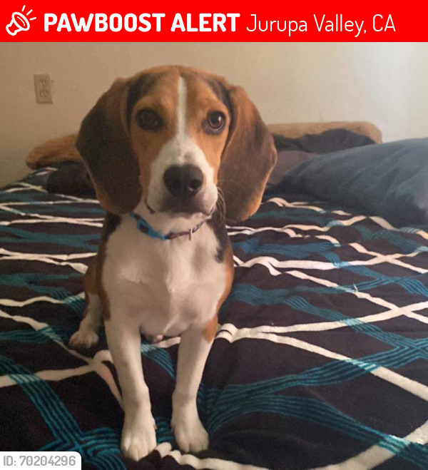 Deceased Male Dog last seen Mission Blvd And Riverview Dr, Jurupa Valley, CA 92509