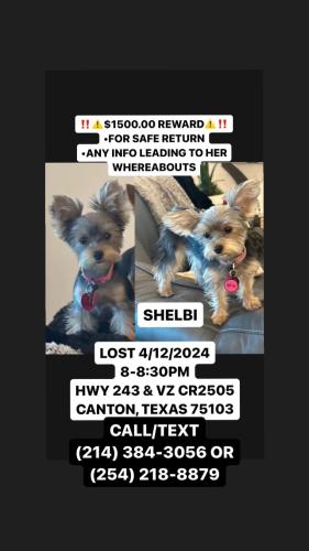 Lost Female Dog last seen Hwy 243 and County Road 2505, Canton, TX 75103