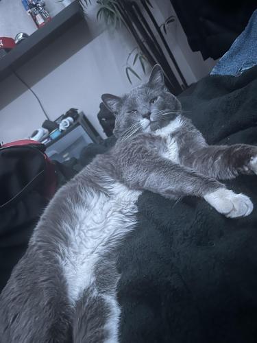 Lost Male Cat last seen Ray and McQueen, Chandler, AZ 85225