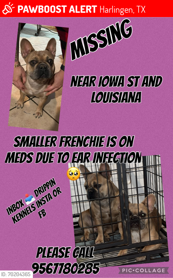 Lost Female Dog last seen Iowa st, Harlingen, TX 78552