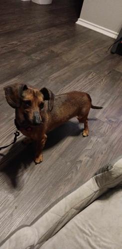 Found/Stray Male Dog last seen collins, Arlington, TX 76011
