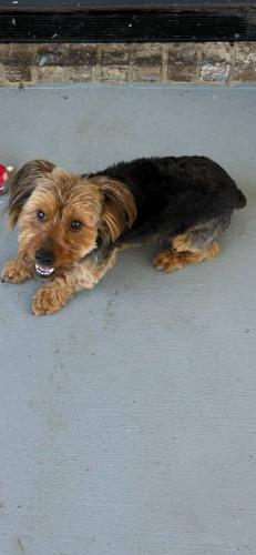 Lost Male Dog last seen Mike’s Golf Carts, Perry, GA 31069