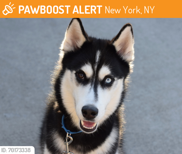 Shelter Stray Male Dog last seen Carnarsie Park, BROOKLYN, NY, 11236, New York, NY 11208
