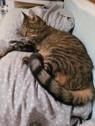 Lost Male Cat last seen Maydel & Causeway , Tampa, FL 33619