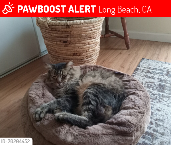 Lost Male Cat last seen Belmont Shores Mobile est, Long Beach, CA 90803