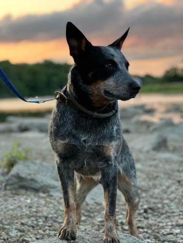Lost Male Dog last seen  Decatur, VA, Decatur, VA 24435