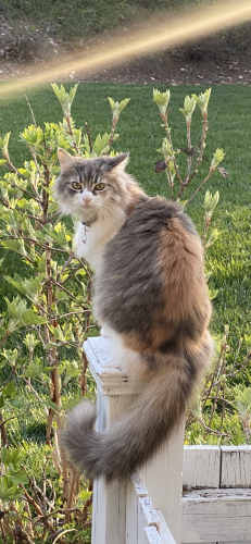 Lost Female Cat last seen Banbury Rd and Cambridge Rd. , Raleigh, NC 27608