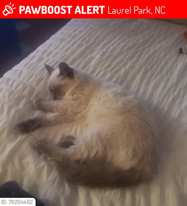 Deceased Female Cat last seen Near laurel park highway and McCarson Dr., Laurel Park, NC 28739