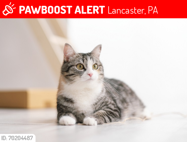 Lost Male Cat last seen Fruitville pk, Bel-Air and Coventry Rd , Lancaster, PA 17601