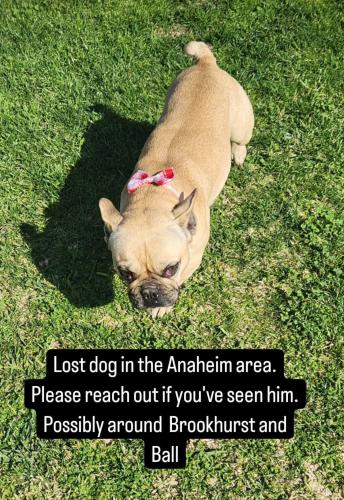 Lost Male Dog last seen Brookhurst and Ball rd, Anaheim, CA 92804