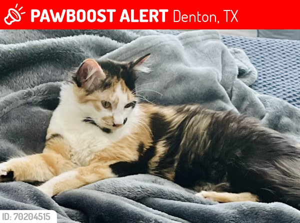 Lost Female Cat last seen Ryan Ranch Estates, Denton, TX 76210