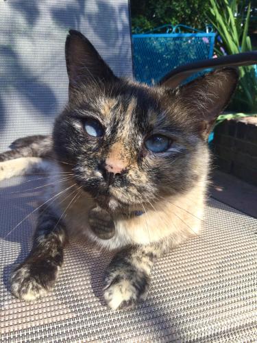 Lost Female Cat last seen Tiffin Circle , Bibb County, GA 31204